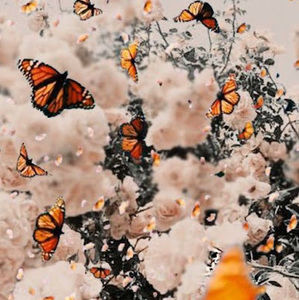 Meet your Posher, Chloe